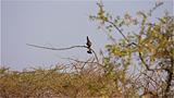 Ethiopia - 653 - Go-away Bird